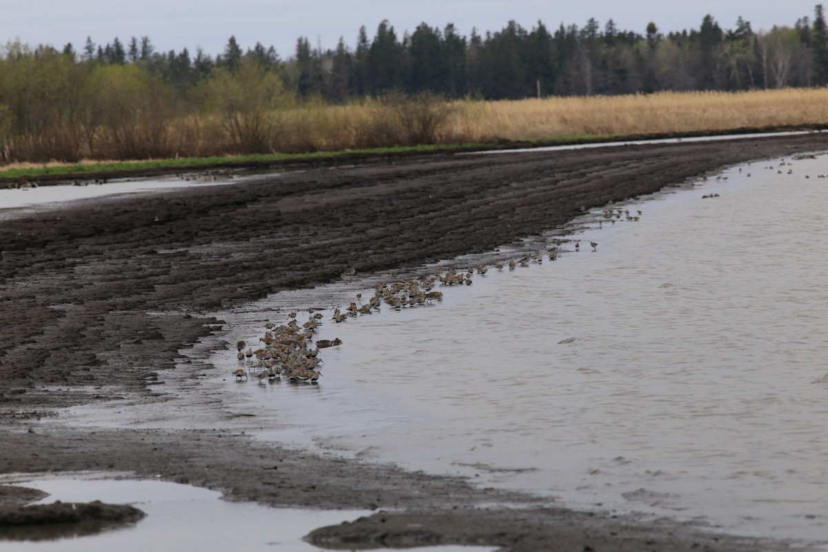 jespák obecný - ML636035447