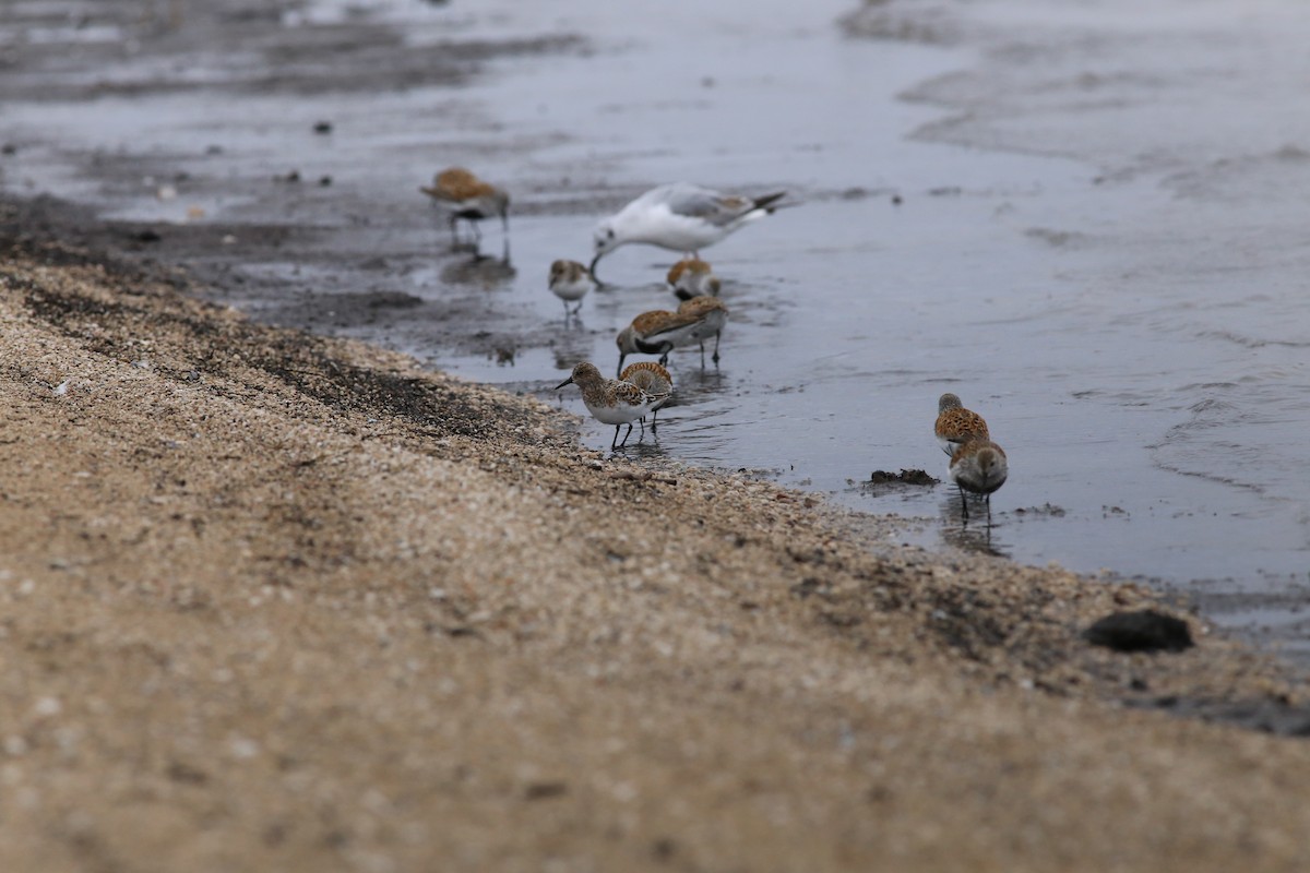 jespák obecný - ML636035448