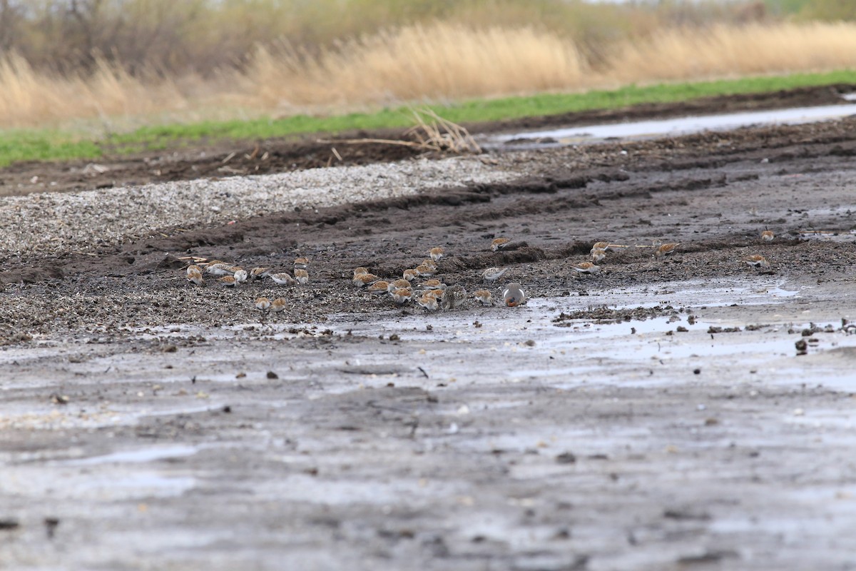 jespák obecný - ML636035449