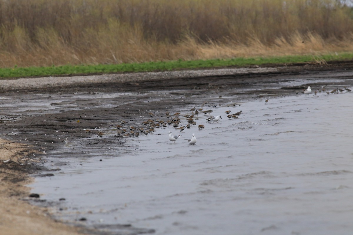 jespák obecný - ML636035450