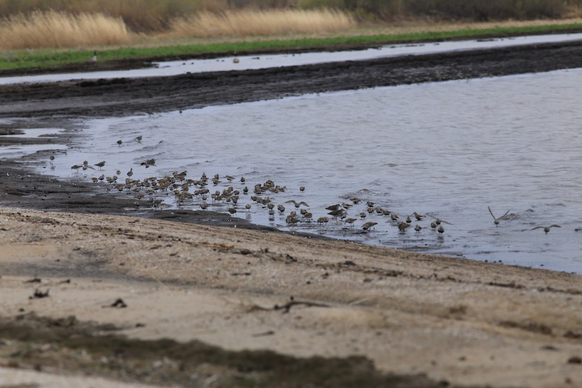 jespák obecný - ML636035452