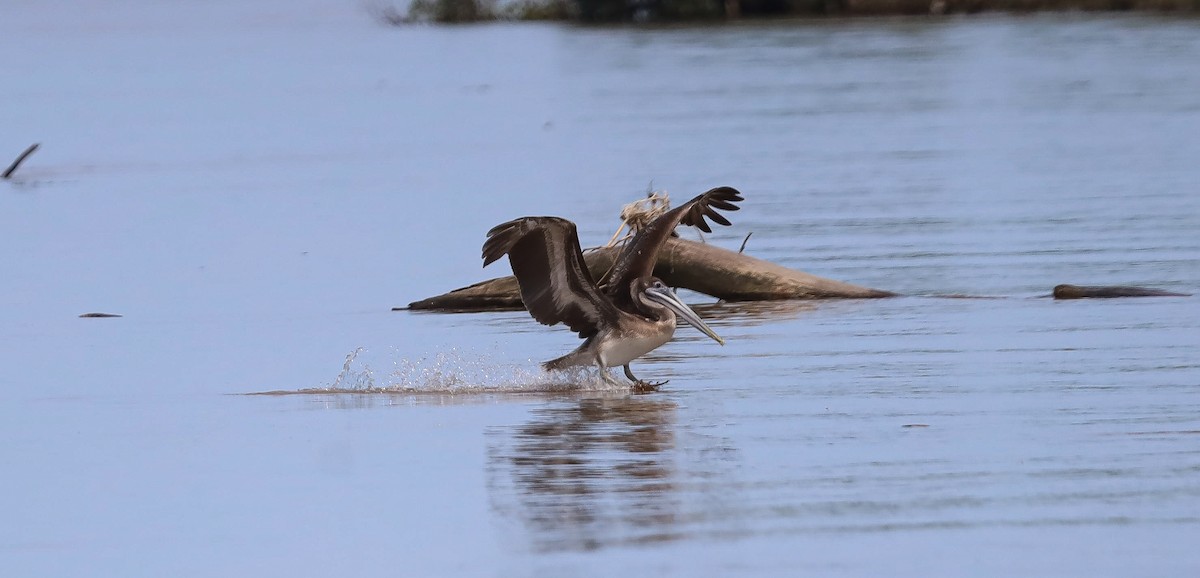 Brown Pelican - ML636035457