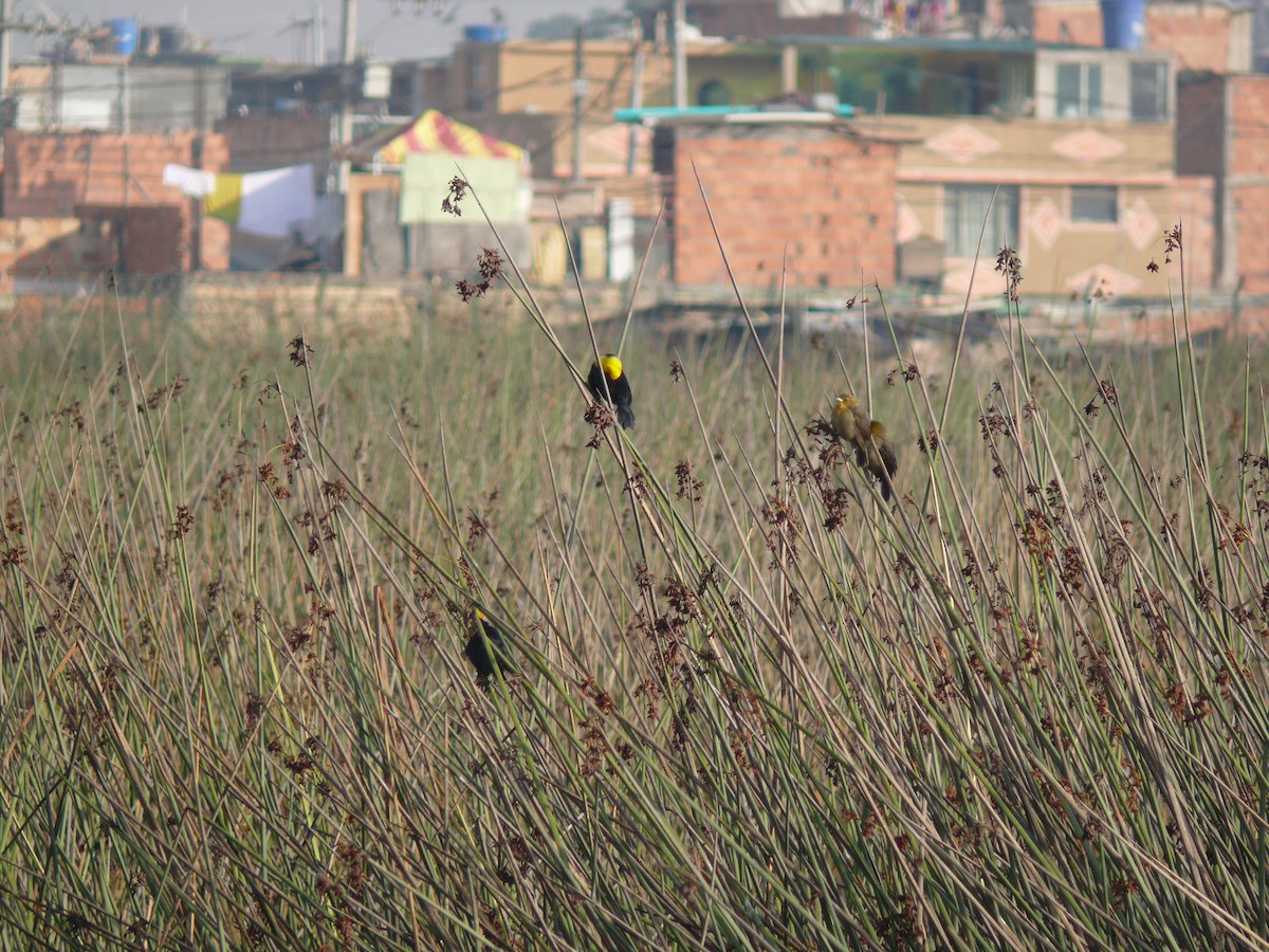 Yellow-hooded Blackbird - ML636035473