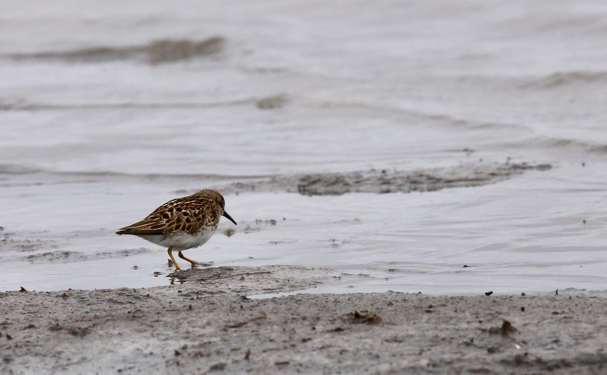 jespák drobný - ML636035487