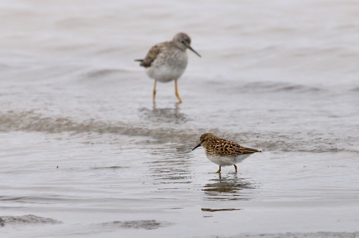 jespák drobný - ML636035488