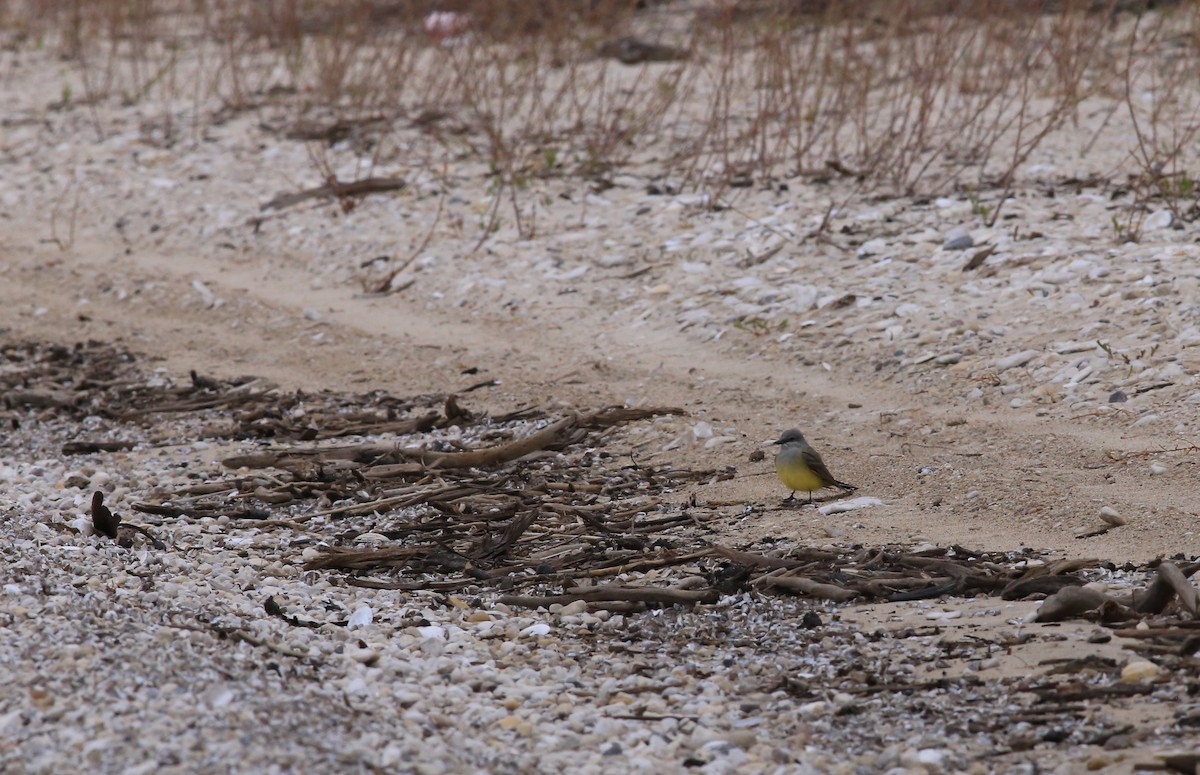 tyran západní - ML636035510