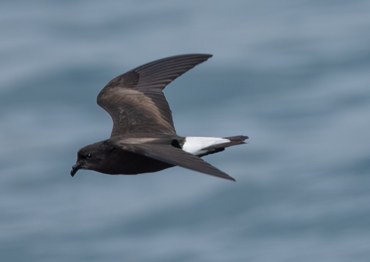 Wedge-rumped Storm-Petrel - ML636035517