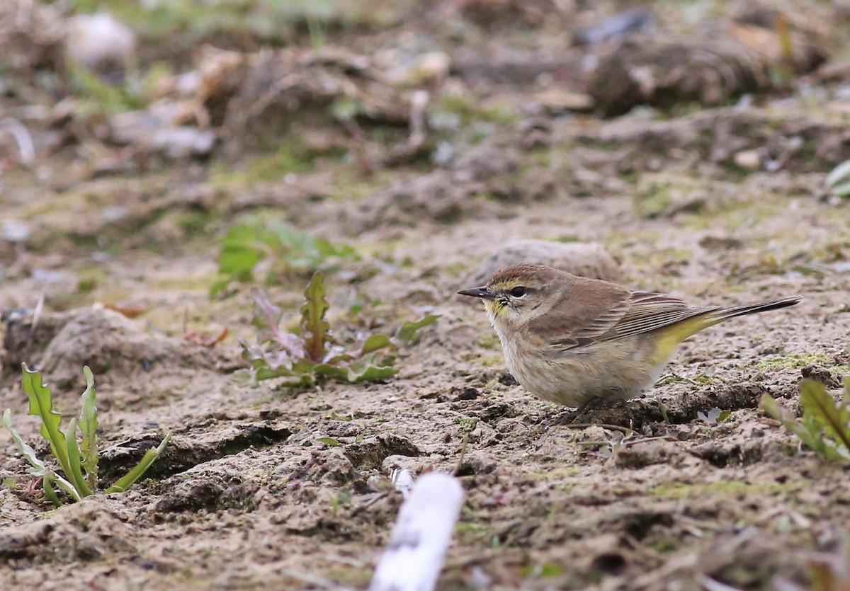 lesňáček bažinný - ML636035547