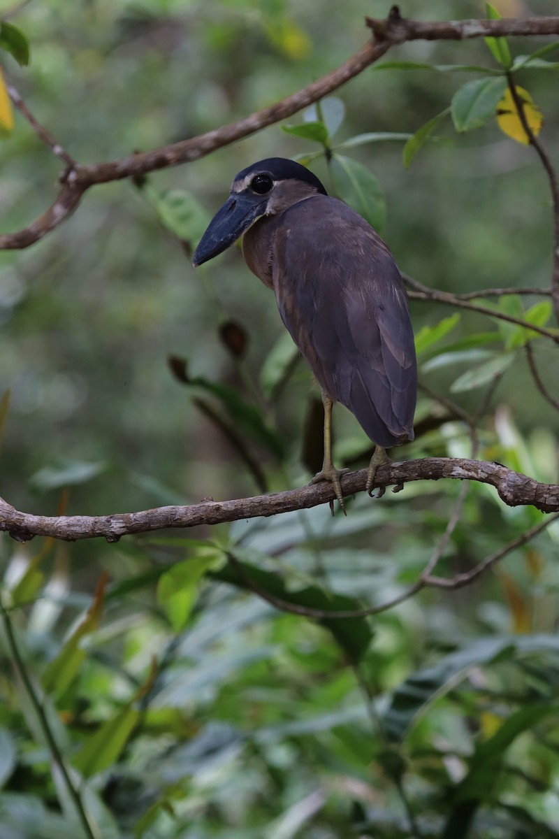 Boat-billed Heron - ML636035663