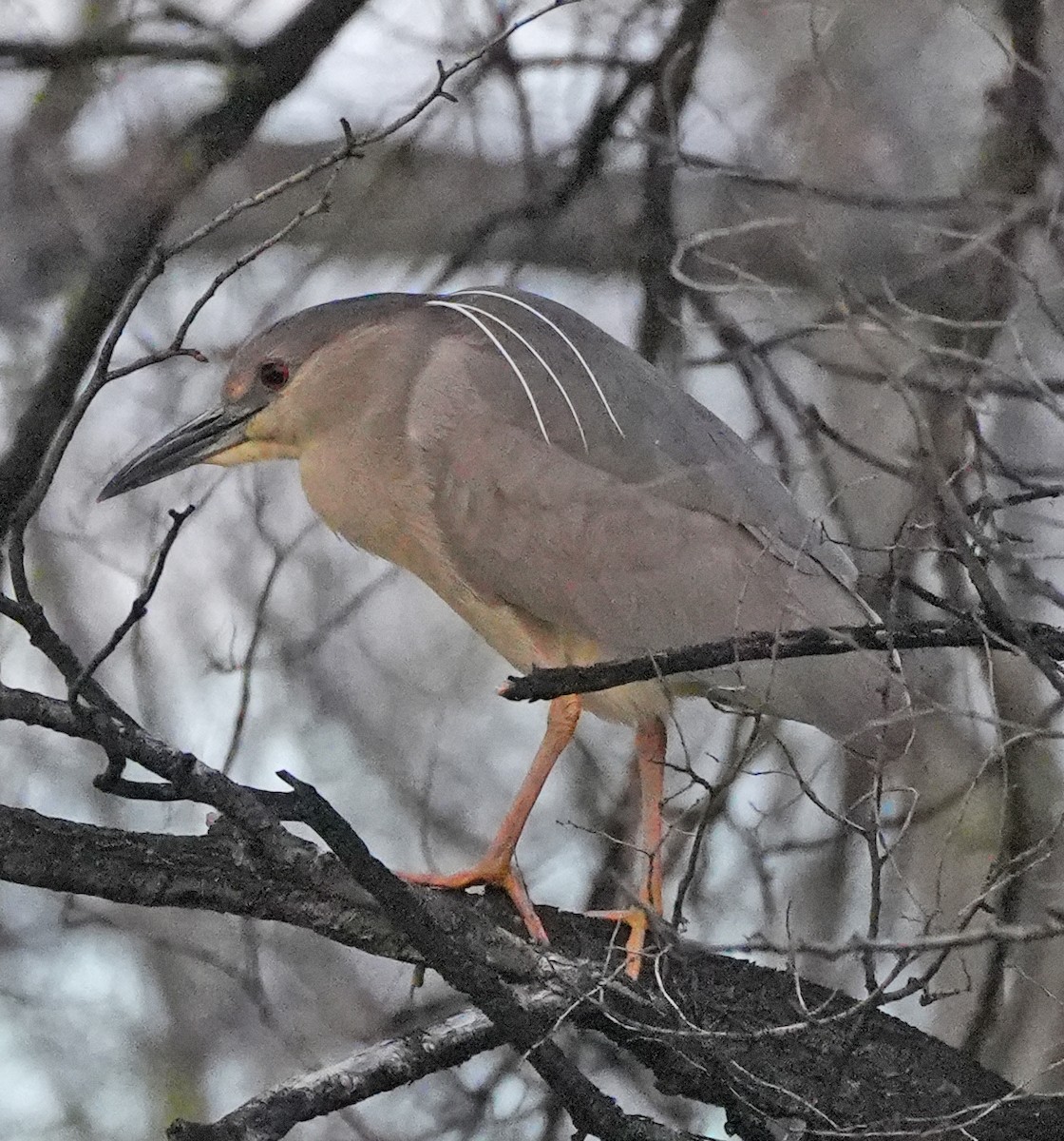 Black-crowned Night Heron - ML636035690