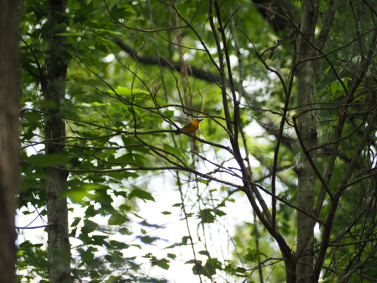 Prothonotary Warbler - ML636035711