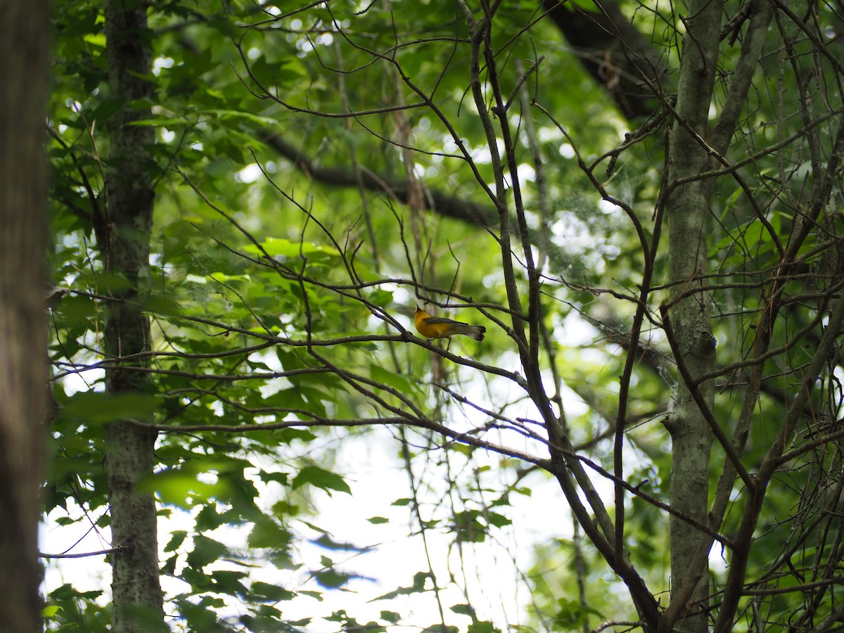 Prothonotary Warbler - ML636035712