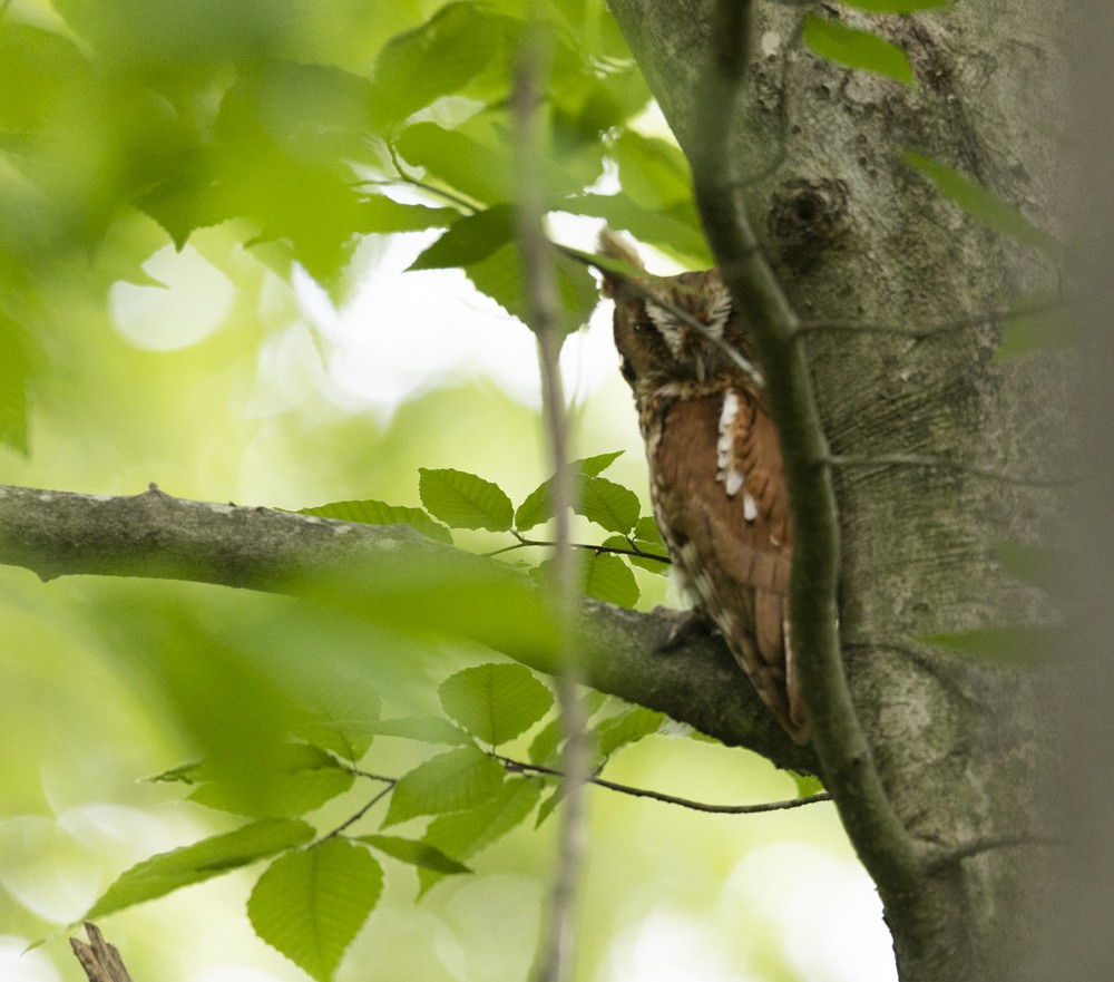 Eastern Screech-Owl - ML636035723