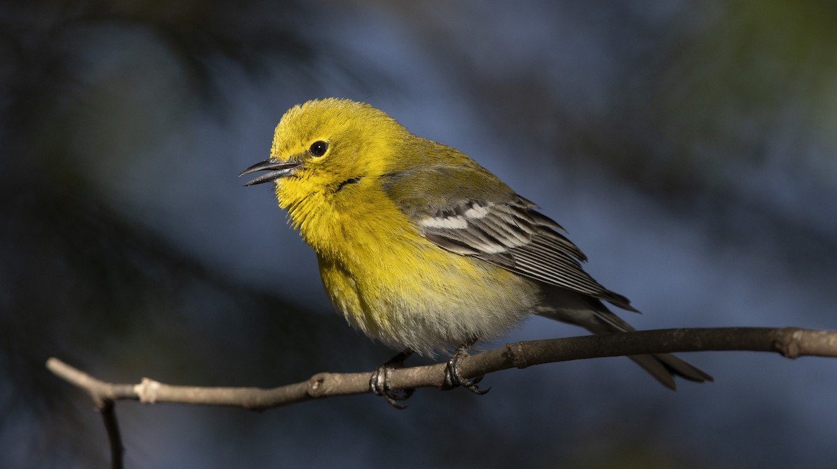 Pine Warbler - ML636035725