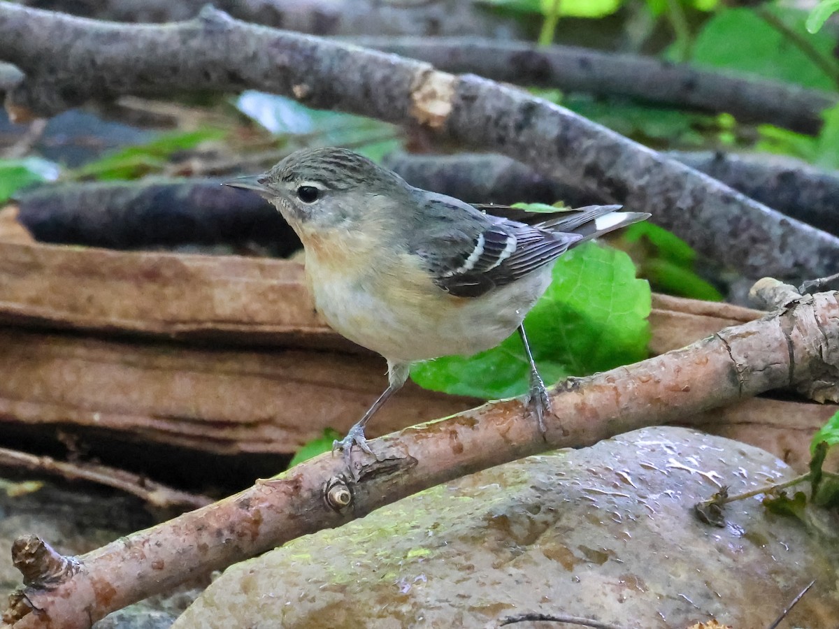 Bay-breasted Warbler - ML636035739