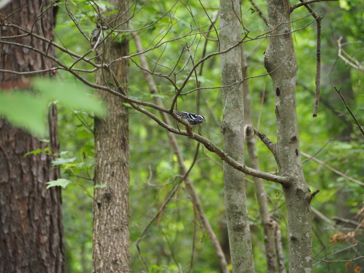 Black-and-white Warbler - ML636035742