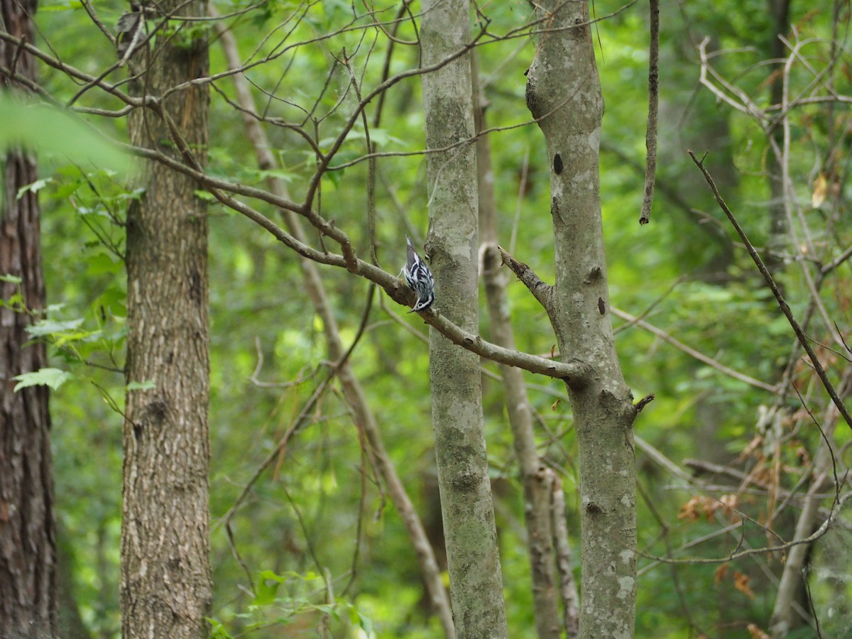 Black-and-white Warbler - ML636035743