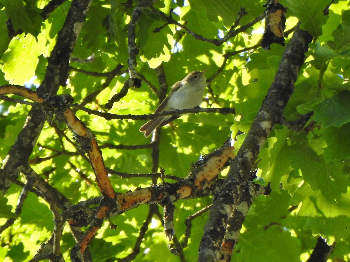 Western Bonelli's Warbler - ML636035844