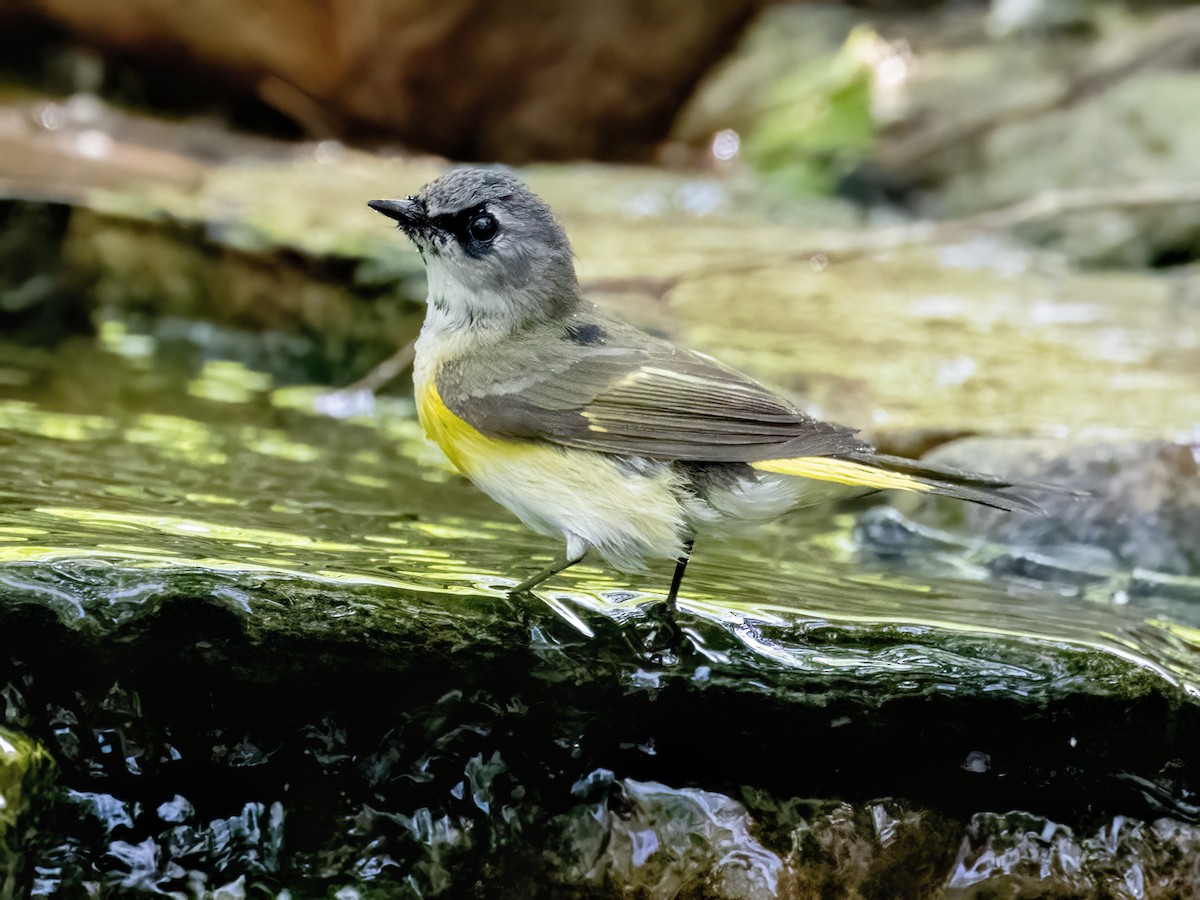 American Redstart - ML636035850