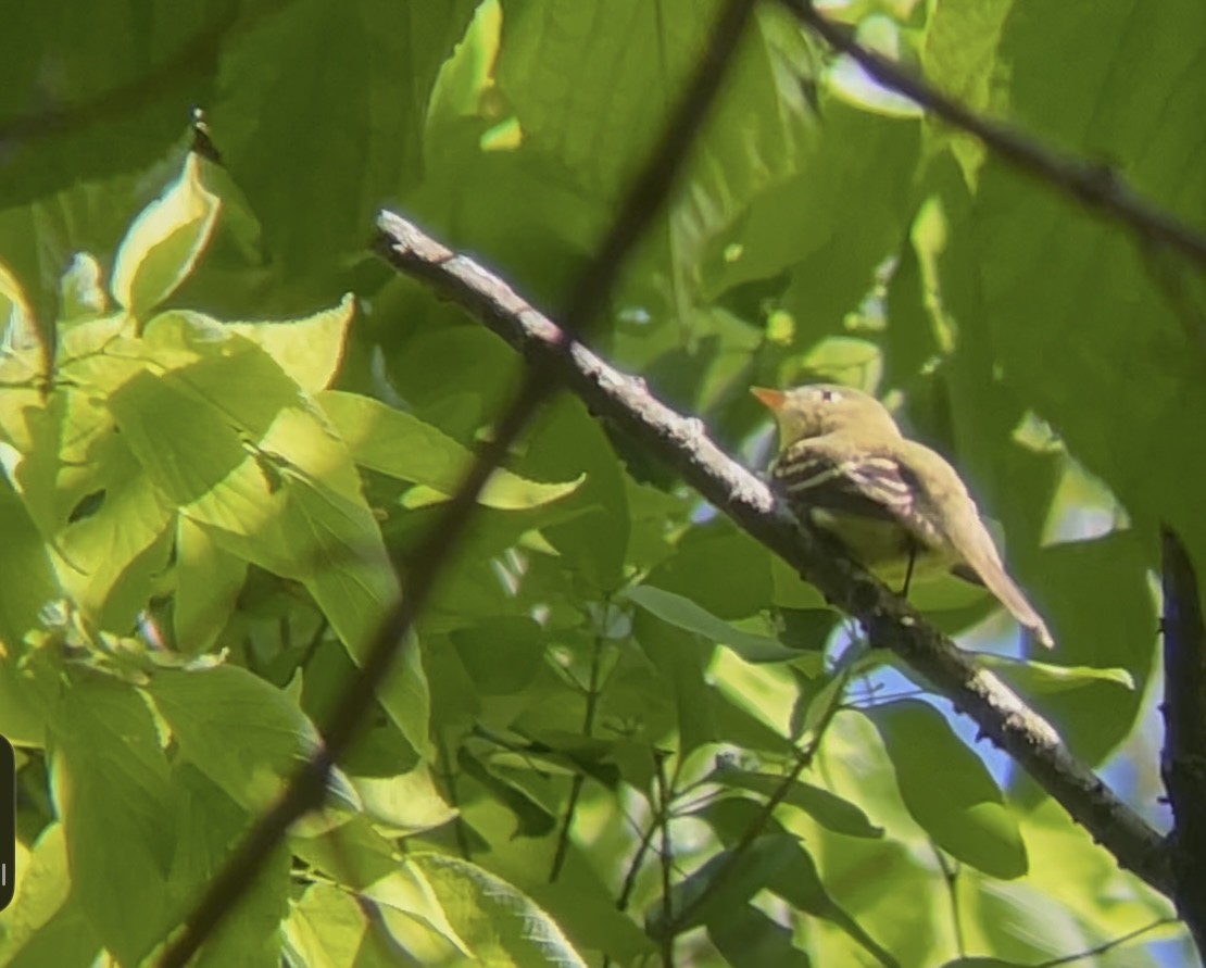 Yellow-bellied Flycatcher - ML636035859