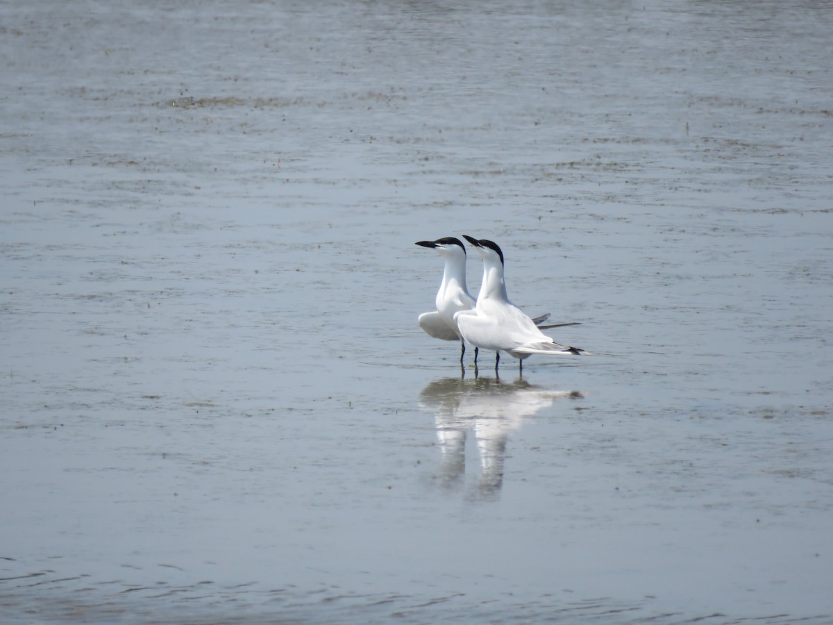 Gull-billed Tern - MARGUERITE LONG