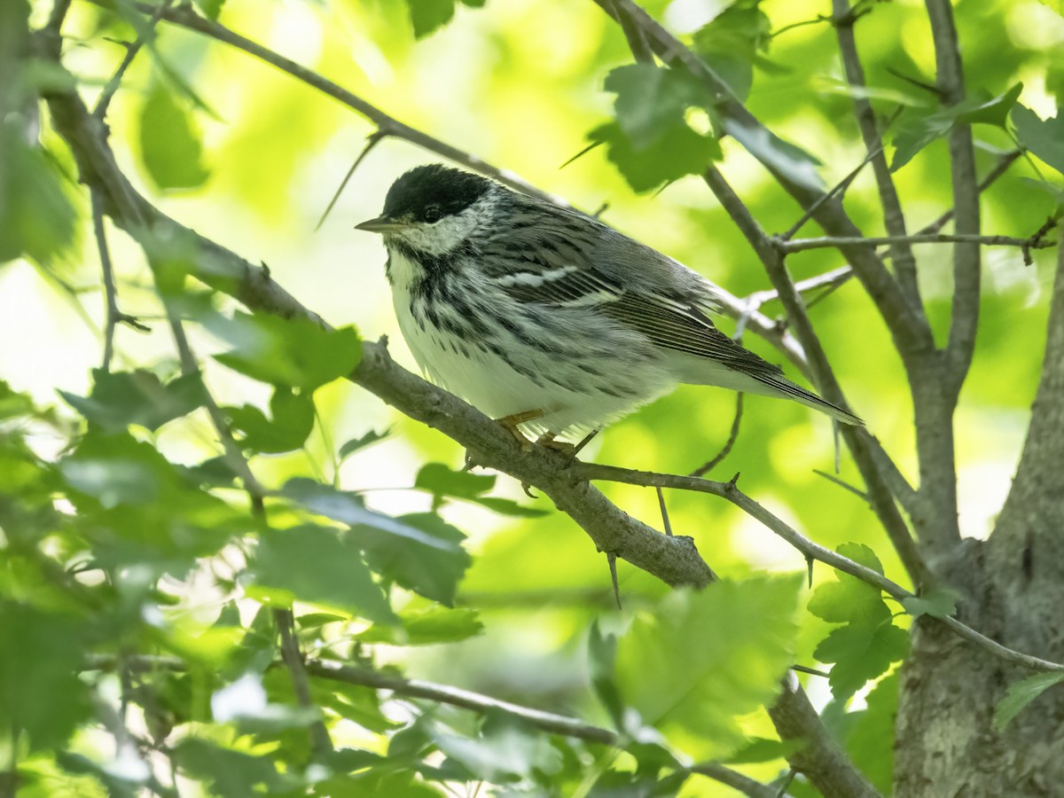 Blackpoll Warbler - ML636035880