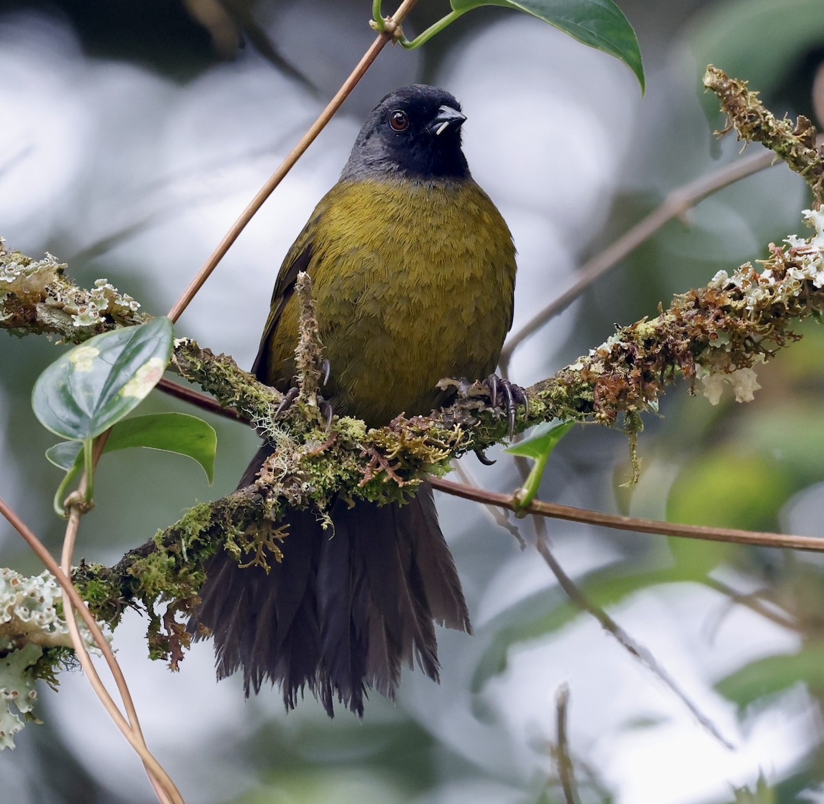 Large-footed Finch - ML636035920