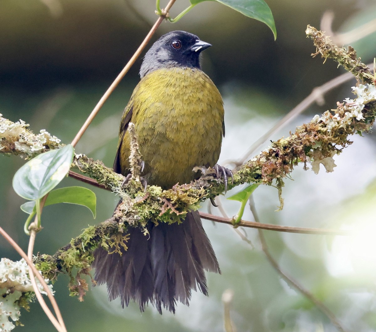Large-footed Finch - ML636035921