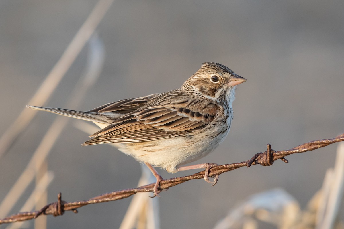 Vesper Sparrow - ML636035958