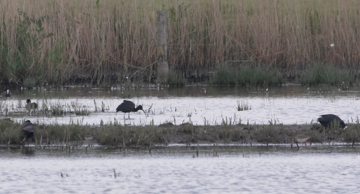 Glossy Ibis - ML636035990