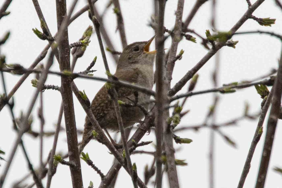 Northern House Wren - ML636036050