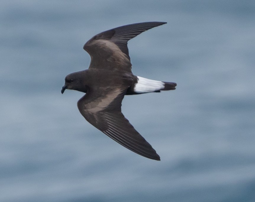 Wedge-rumped Storm-Petrel - ML636036057