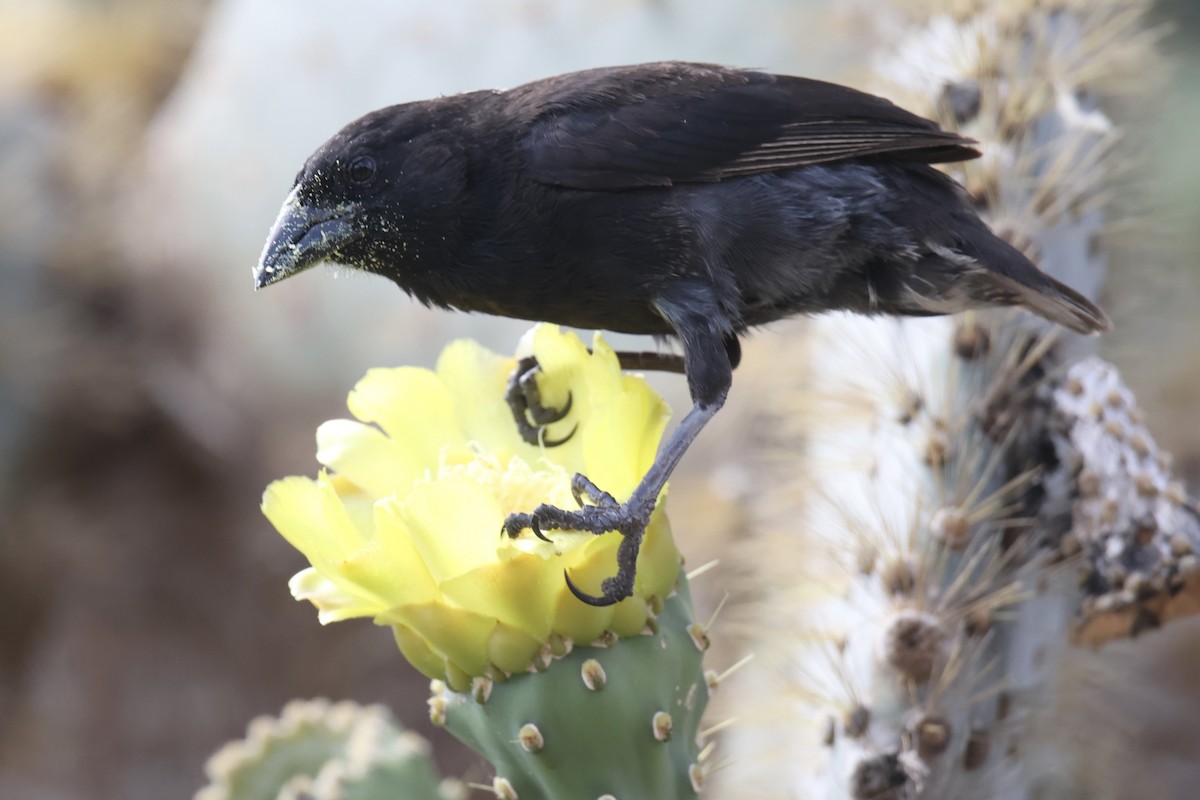 Common Cactus-Finch - ML636036095