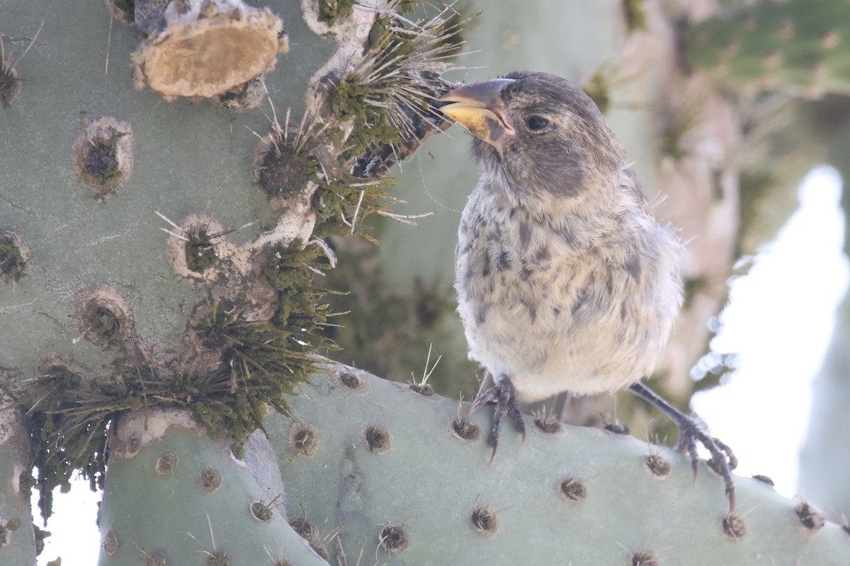 Common Cactus-Finch - ML636036096