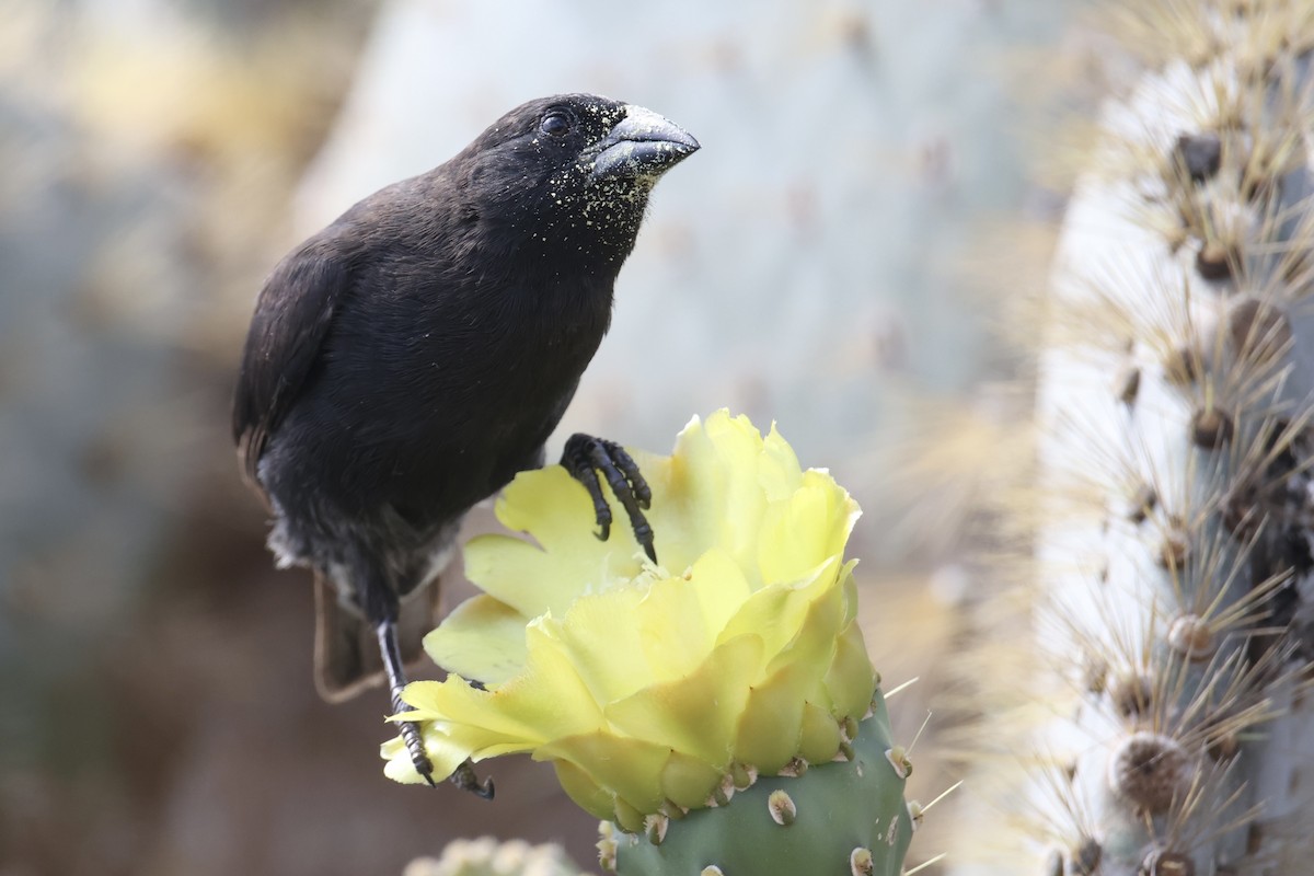 Common Cactus-Finch - ML636036097