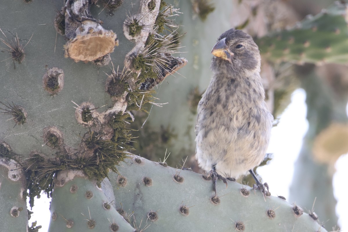 Common Cactus-Finch - ML636036098