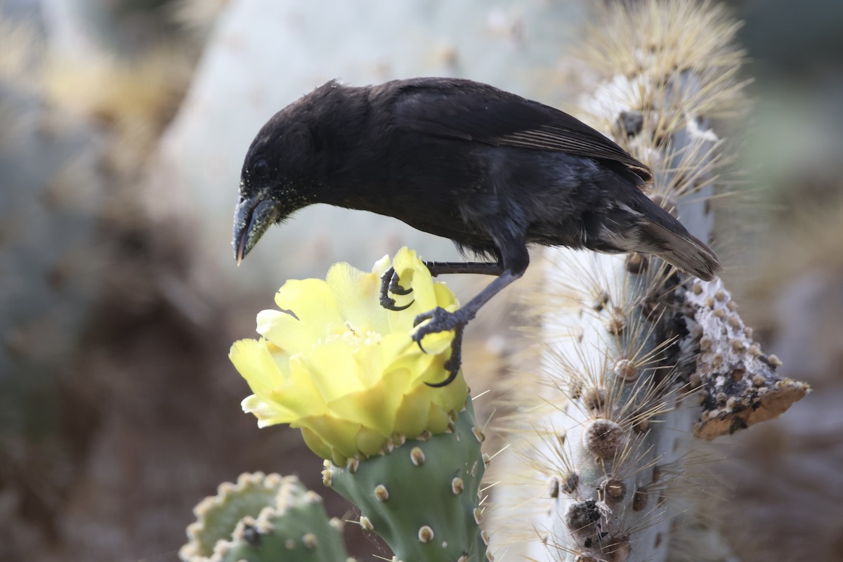 Common Cactus-Finch - ML636036099