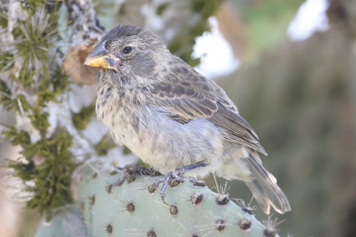 Common Cactus-Finch - ML636036100