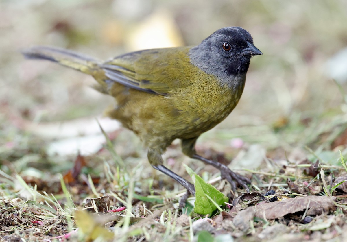 Large-footed Finch - ML636036121