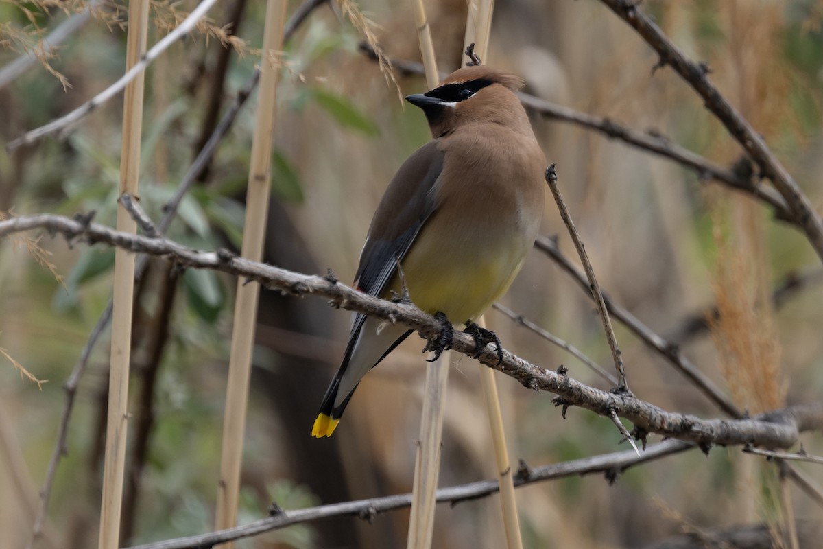Cedar Waxwing - ML636036231