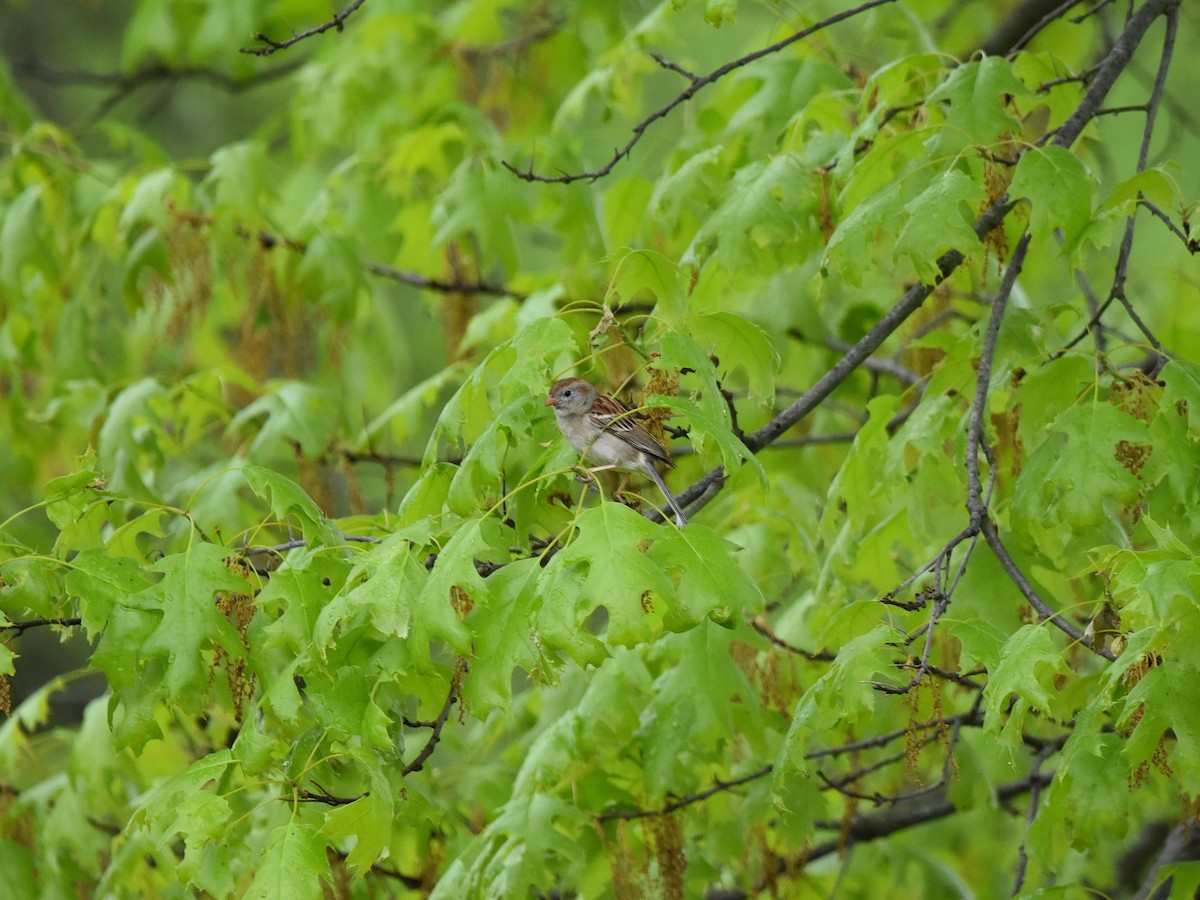 Field Sparrow - ML636036269