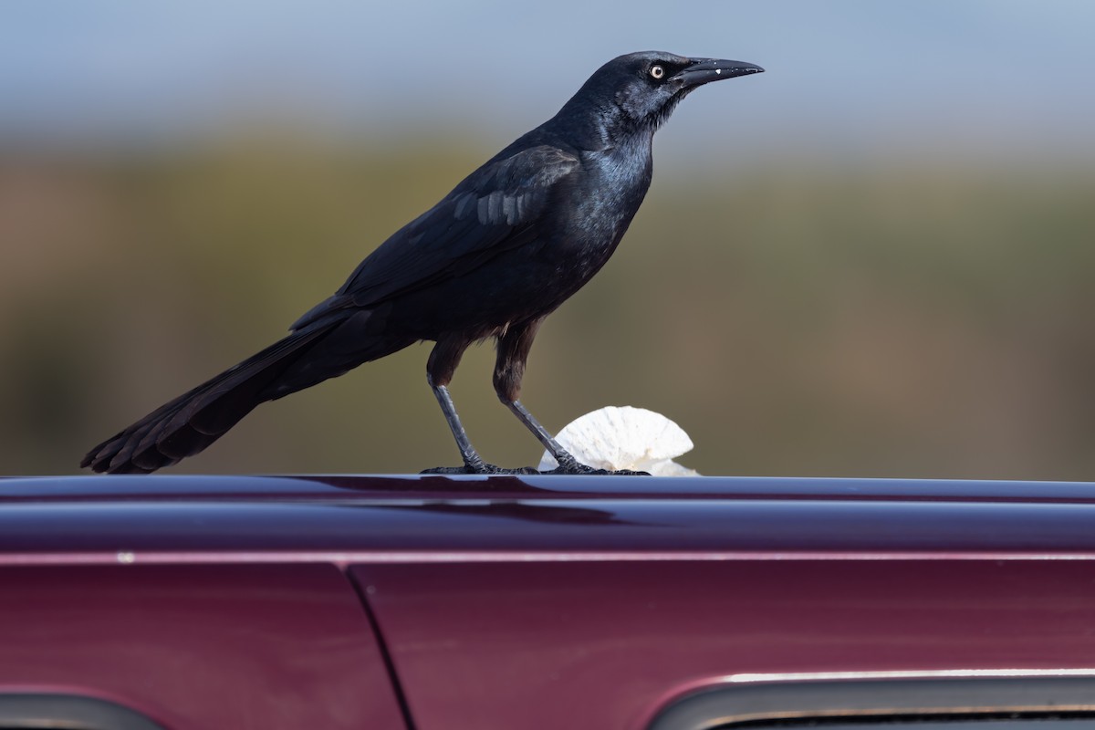 Great-tailed Grackle - ML636036275