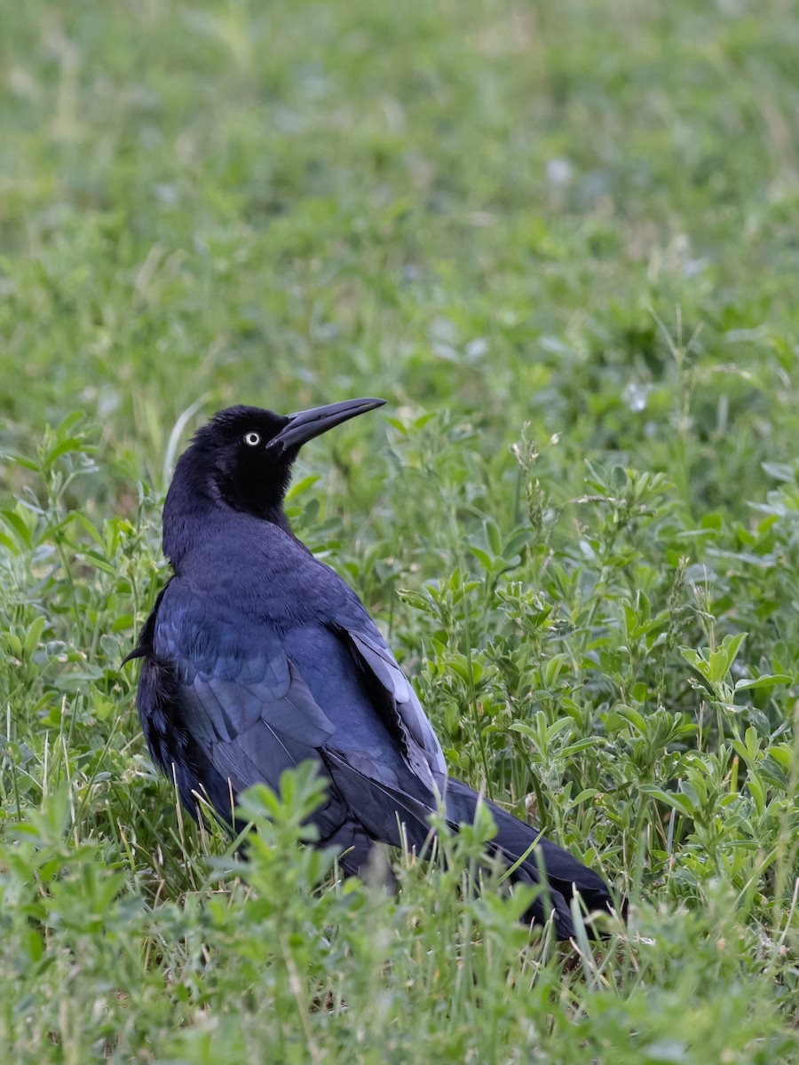Great-tailed Grackle - ML636036279