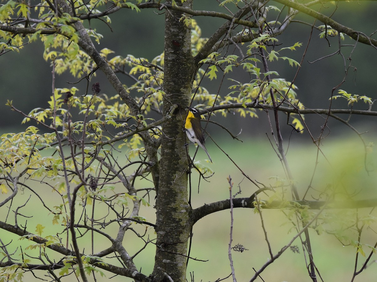 Yellow-breasted Chat - ML636036281