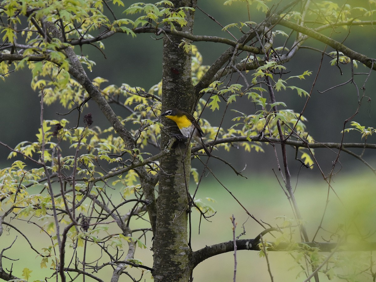 Yellow-breasted Chat - ML636036282