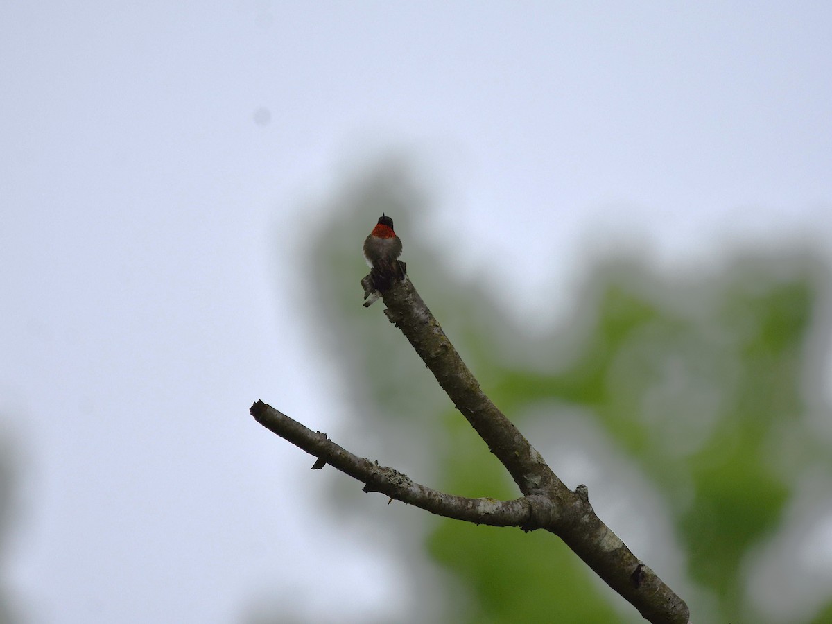 Ruby-throated Hummingbird - ML636036292