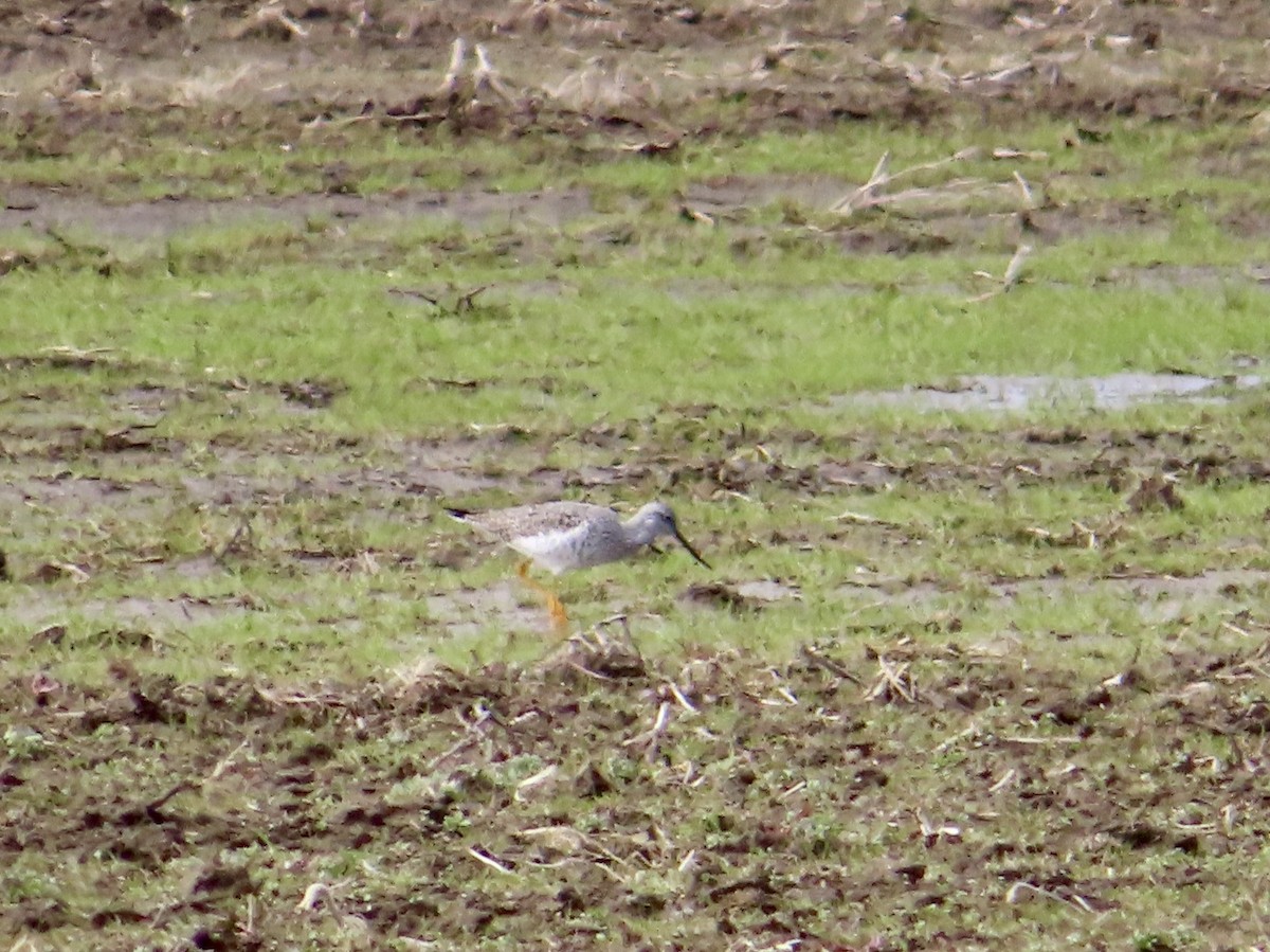 Greater Yellowlegs - ML636036358