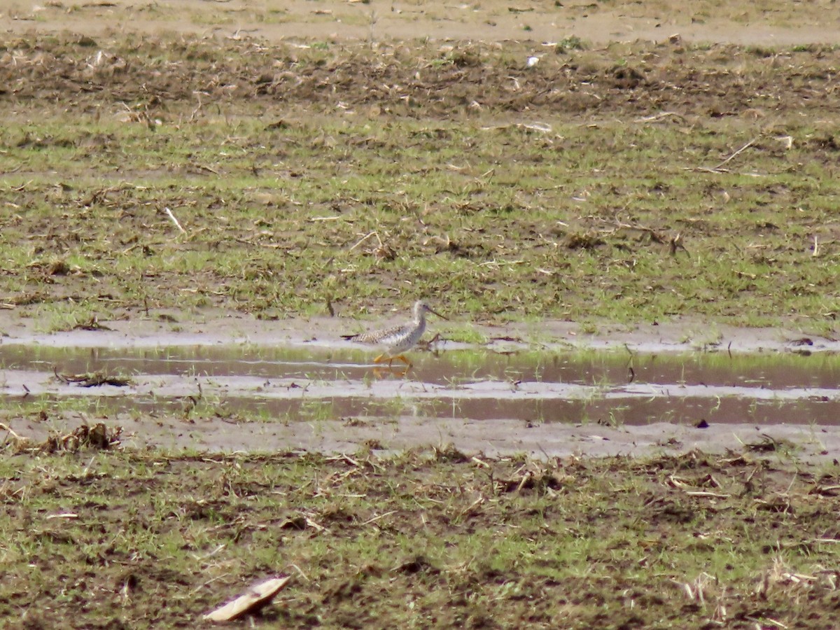 Greater Yellowlegs - ML636036359