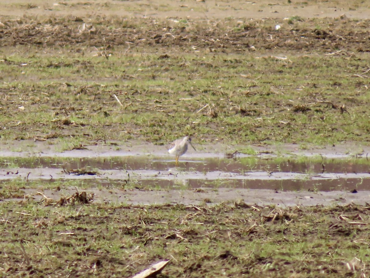 Greater Yellowlegs - ML636036360