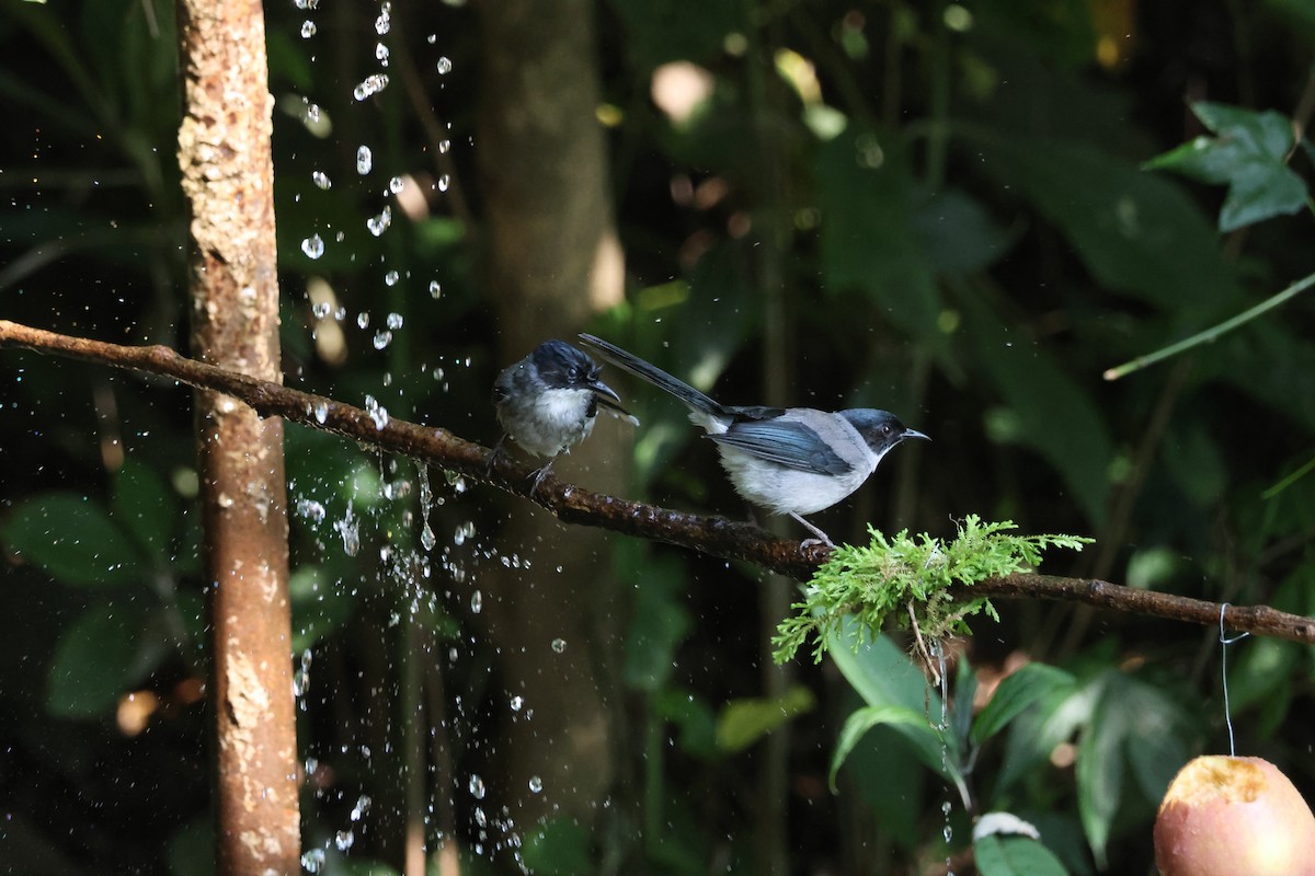 Black-headed Sibia - ML636036425